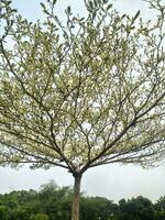 ketapang kencana ou terminalia mantaly est une gentil de ombre plante dans le forme de une arbre. photo
