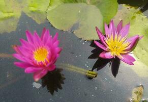 nymphaea nouchali var. caerulea, est une l'eau lis dans le genre nymphéa, une botanique variété de nymphaea nouchali. photo