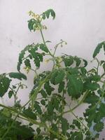 floraison tomate les plantes photo