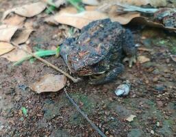 le grenouille en dessous de le arbre ou maison grenouille a le scientifique Nom bufo mélanostictus Schneider. photo