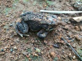 le grenouille en dessous de le arbre ou maison grenouille a le scientifique Nom bufo mélanostictus Schneider. photo