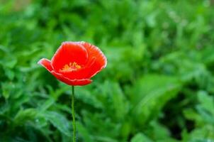 une rouge coquelicot fleur avec pollen permanent seul avec vert feuilles. photo