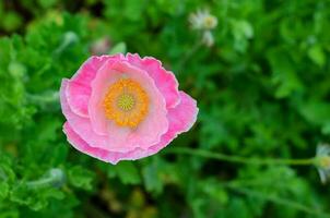 une rose coquelicot fleur avec pollen permanent seul avec vert feuilles. photo