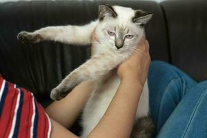 femme étreinte mignonne chat. relation amicale animal amoureux. confiance l'amour ami de Humain. photo