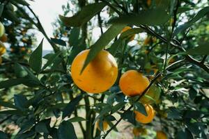 oranger dans le jardin photo