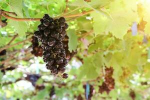 mûr les raisins accroché sur vignobles de grain de raisin des arbres photo