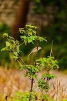 oiseau assis sur l'arbre photo