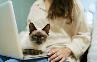 femme travail de Accueil avec chat. chat endormi sur le portable clavier. assistant chat travail à portable photo