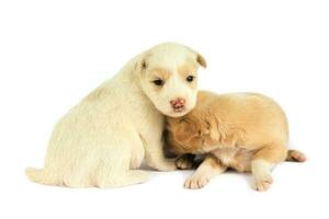 mignonne peu chiens isolé sur blanc Contexte photo