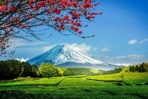 thé plantation sur le retour surplombant monter Fuji avec clair ciel dans Shizuoka, obuchi sasaba, Japon photo