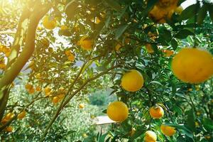 oranger dans le jardin photo