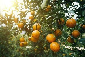 oranger dans le jardin photo