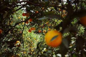 oranger dans le jardin photo