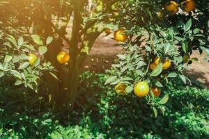 oranger dans le jardin photo