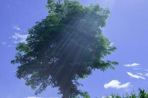Célibataire la nature gros arbre vert feuilles bleu ciel Contexte photo