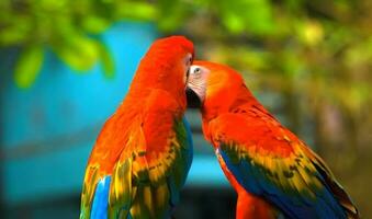 le magnifique étranger oiseau de le monde photo