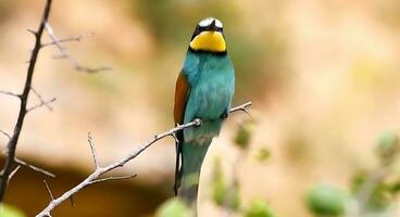 le magnifique étranger oiseau de le monde photo