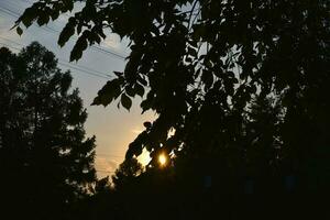 une vert arbre et le lumière de le réglage Soleil. été paysage dans le ville. photo