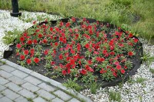 rouge parc fleurs dans le ville carré. grand salvia fleurs. photo