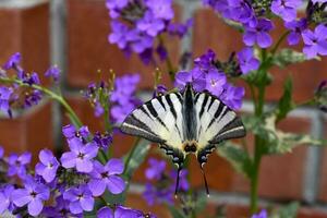 une noir et blanc papillon est une voilier. papilionidés. papillon de le famille de voiliers dans le jardin dans été. photo