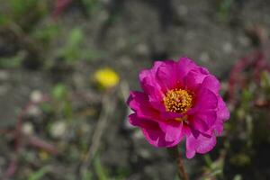 magnifique fleurs de portulaca portulaca. grand fleurs de portulaca. multicolore fleurs. photo