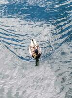 beau couple de canards nageant dans l'eau sur une côte en allemagne. photo