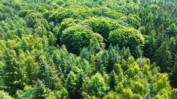 drone vue de une mixte forêt avec vert des arbres dans nord Allemagne. photo