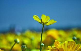 fleurs sauvages en fleurs, renoncules colorées sur un kibboutz dans le sud d'israël. avril 2019 photo