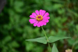 zinnia fleurs épanouissement, Naturel flou arrière-plan, doux et sélectif se concentrer. photo