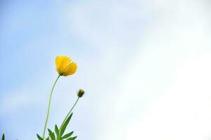 fleur de cosmos jaune photo