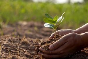arbres et mains humaines plantant des arbres dans le sol concept de reboisement et de protection de l'environnement.