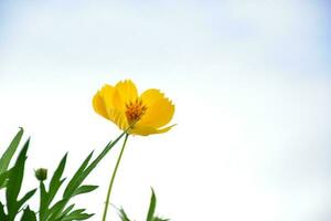 fleur de cosmos jaune. photo