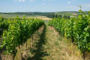 Lignes de vignes dans vignoble photo