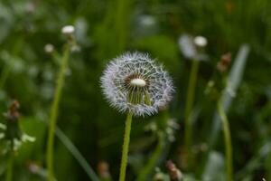 blanc pissenlit fermer sur Contexte verdure. b photo