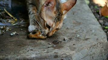 fermer photo de chat affronter.