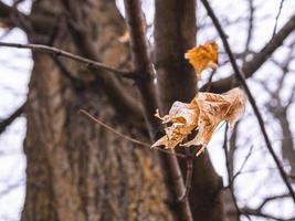 feuilles qui ont bravé l'hiver. photo