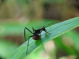 proche en haut photo de unique fourmis