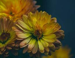 épanouissement fleur dans jardin photo