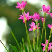 magnifique épanouissement fleur dans le jardin photo