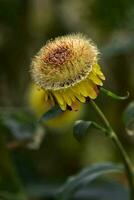 épanouissement fleur dans jardin photo