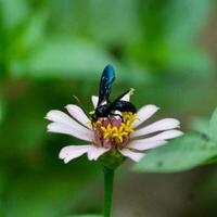 magnifique épanouissement fleur dans le jardin photo