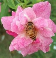 épanouissement magnifique fleur photo