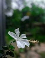 magnifique épanouissement fleur photo