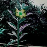 magnifique épanouissement fleur dans le jardin photo