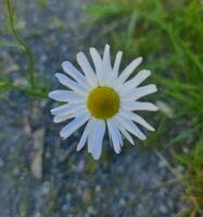 magnifique épanouissement fleur photo