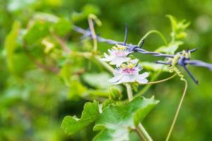 fond de vigne fleur photo