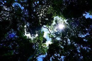 la lumière du soleil à travers les arbres photo