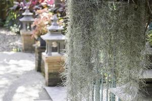 plantes vertes de jardin en plein air dans la station balnéaire photo
