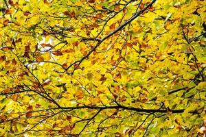 forêt d'automne colorée photo