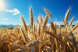une pittoresque agricole ferme dévoile une d'or céréale champ, grouillant avec blé ai généré photo